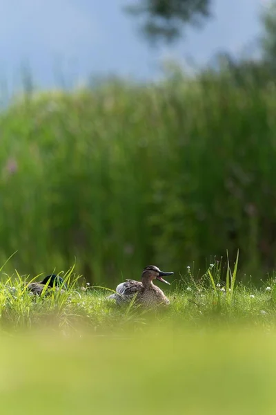 Vertikal Grund Fokus Söt Anka Promenader Gräs Ett Fält Solig — Stockfoto