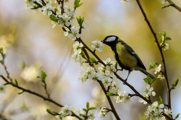 Tit Bird Branch Blooming Tree — Stockfoto