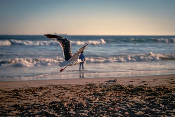 Eine Möwe Schwebt Strand Hintergrund Eine Schäumende Flut — Stockfoto