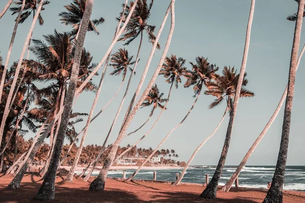 Eine Schöne Aufnahme Von Palmen Einem Sonnigen Tag — Stockfoto