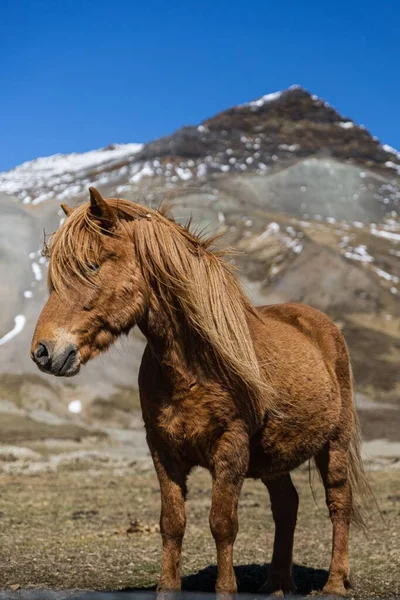 Portrét Hnědého Islandského Koně Poloostrově Snaefellsnes — Stock fotografie