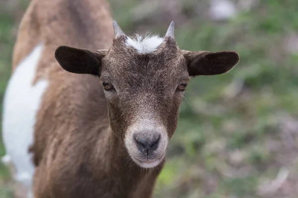 Wild Goat Standing Tropical Forest Guadeloupe — Stock Photo, Image