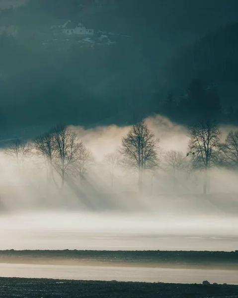 Eine Vertikale Aufnahme Von Baumsilhouetten Nebel Unter Sonnenlicht — Stockfoto