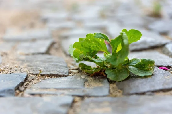 Grund Fokusbild Små Gröna Arugula Växt Växer Kullersten Gata — Stockfoto