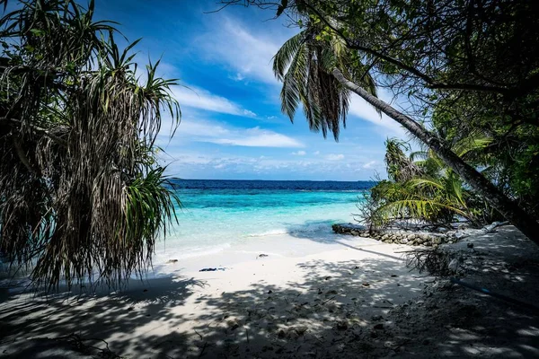 Ein Malerischer Blick Auf Die Küste Mit Palmen Unter Blauem — Stockfoto