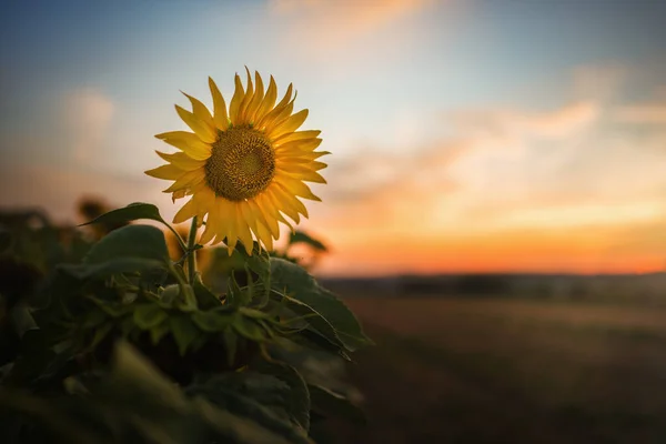 Girassol Seletivamente Focado Campo Entardecer — Fotografia de Stock