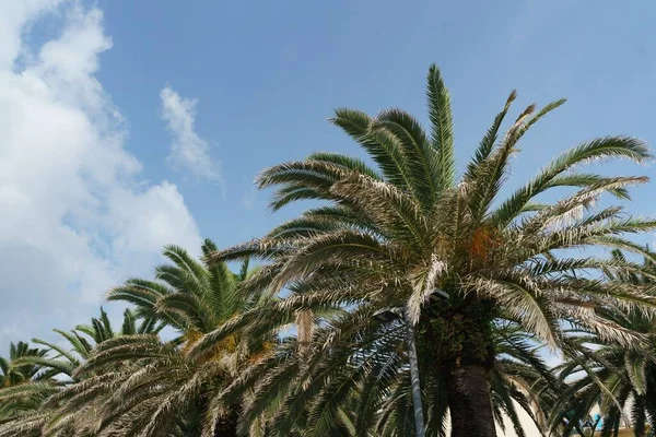 İtalya 'da yazın bulutlu bir gökyüzünün altında kocaman palmiye ağaçlarının alçak açılı güzel bir görüntüsü.