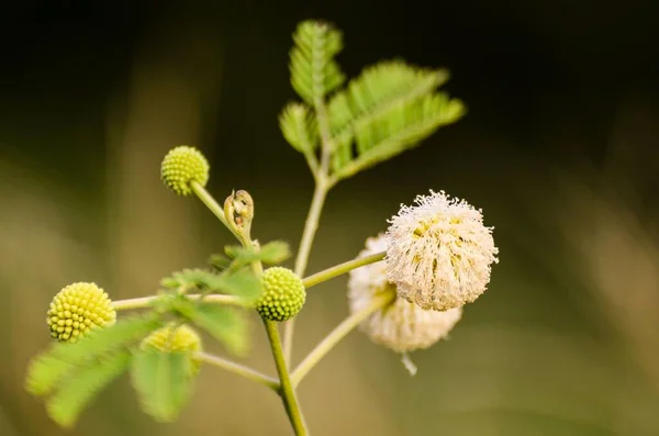 Eine Nahaufnahme Von Leucaena Glauca Blüten Die Auf Einem Grünen — Stockfoto