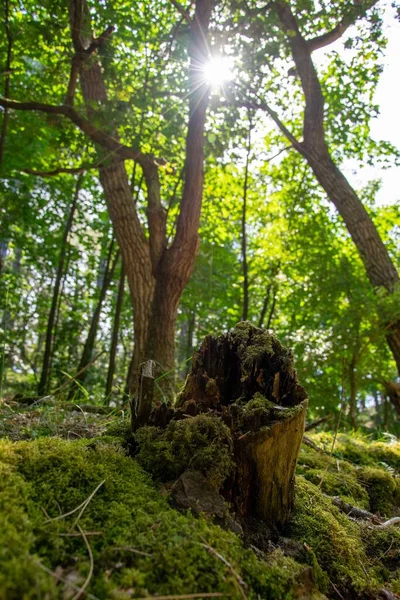 Log Quebrado Floresta — Fotografia de Stock