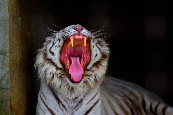 Closeup Roaring White Black Tiger — Stock Photo, Image