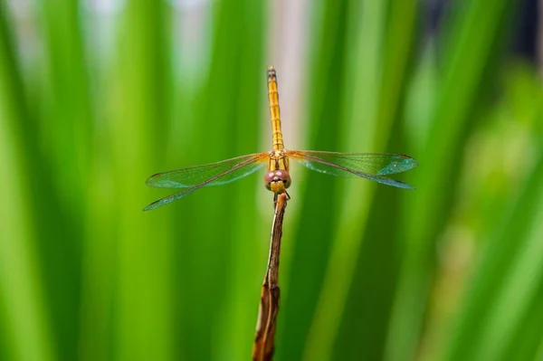 Scarlet Skimmer Golden Dragonfly Blur Background — Stock Photo, Image