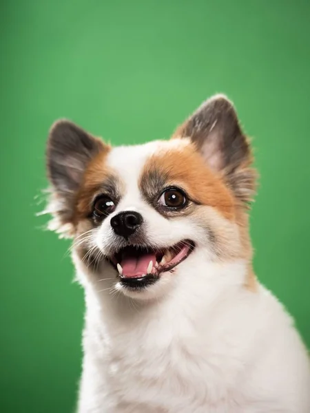 Retrato Filhote Fofo Bonito Spitz Pomerano Pequeno Cão Sorridente Deitado — Fotografia de Stock