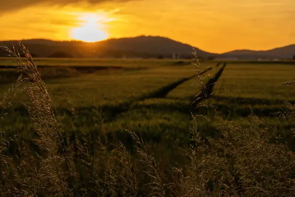 オレンジ色の夕日の中 新緑の野の美しい景色 — ストック写真