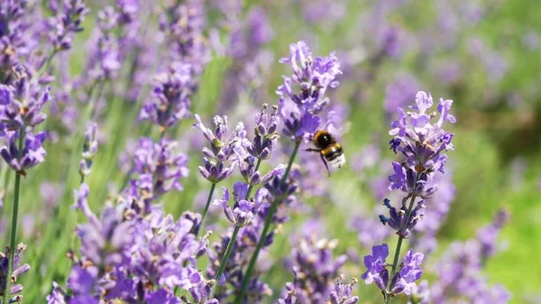 Abelhas Estão Trabalhando Campo Growing Lavender Flowers Tele Tiro Estático — Fotografia de Stock