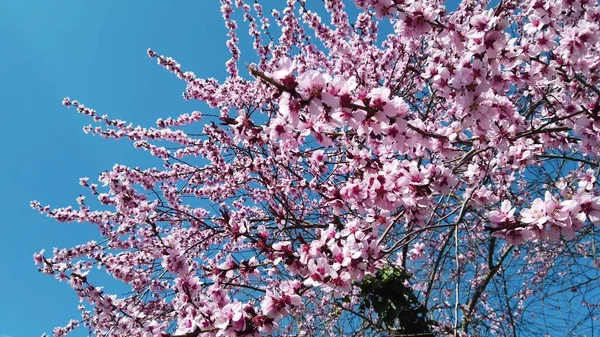 Cherry branch with flowers in spring bloom. A beautiful Japanese tree branch with cherry blossoms.