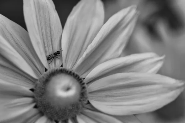 花とその上に座っているハエのクローズアップグレースケールショット — ストック写真