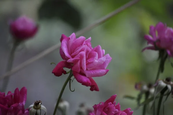 Ένα Κοντινό Πλάνο Όμορφα Ροζ Τριαντάφυλλα Ανθίζουν Στον Κήπο — Φωτογραφία Αρχείου