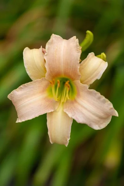 Photo Large Orange Lily Completely Opened — Stock Photo, Image