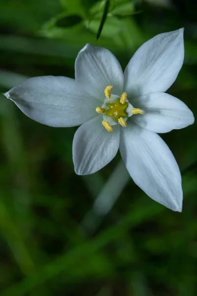 Beyaz Bir Çiçeğin Yakın Çekimi — Stok fotoğraf
