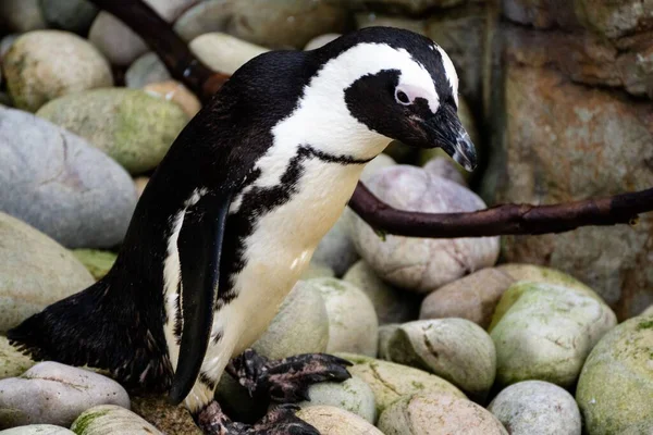 Primer Plano Pingüino Africano Caminando Través Guijarros Hacia Charco Agua —  Fotos de Stock
