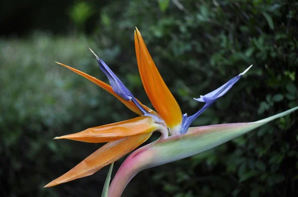 Closeup Shot Beautiful Strelitzia Blooming Garden — Stock Photo, Image