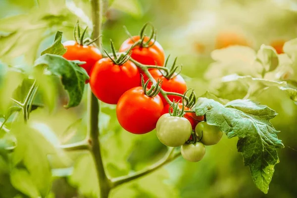 熟して熟していない生のトマトのグループが成長しているブッシュにかかっています — ストック写真