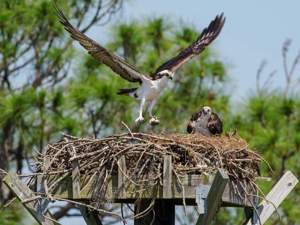 雌の獲物で巣に近づく食物をもたらす羽を開いている獲物 — ストック写真