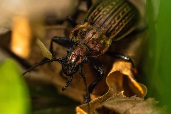 Μια Μακροεντολή Του Carabus Ullrichii Κάθεται Δίπλα Χόρτα Και Φύλλα — Φωτογραφία Αρχείου