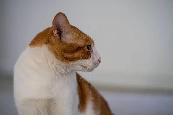 Brązowy Kot Kot Domowy Odwracają Wzrok Portret Boczny Przestrzenią Kopiowania — Zdjęcie stockowe