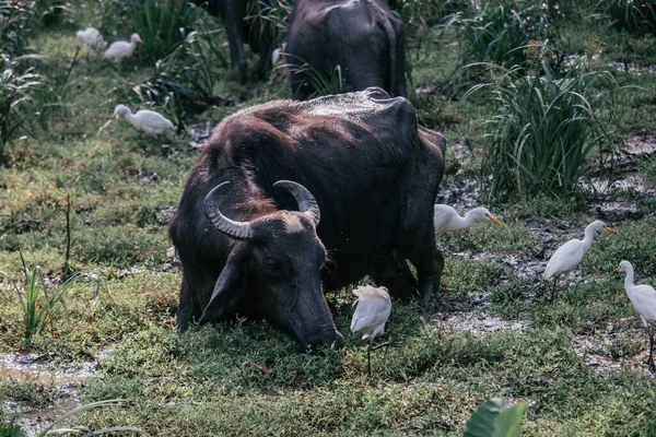 Sri Lanka Bir Afrika Sığırı — Stok fotoğraf