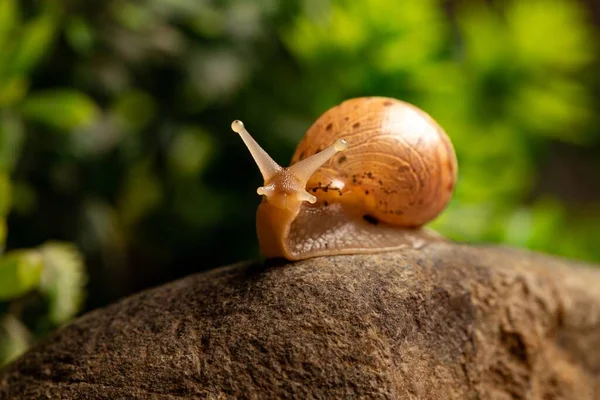 一只棕色小蜗牛爬到岩石上的特写镜头 — 图库照片