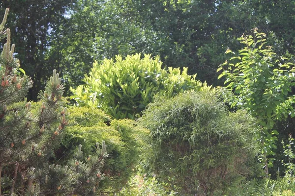 Arbustos Árboles Verdes Luz Del Sol —  Fotos de Stock