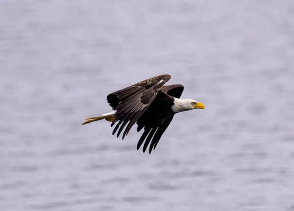 Uma Bela Vista Uma Águia Careca Voando Sobre Água — Fotografia de Stock