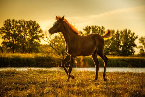 Brown Little Foal Standing Pasture One Leg Ready Walk — Stock Photo, Image