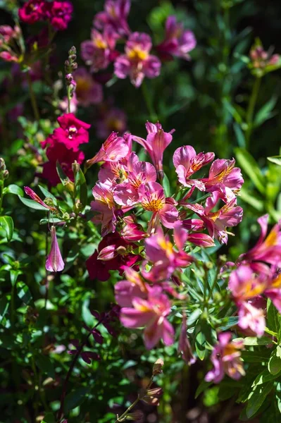 Plano Vertical Flores Rosadas Floreciendo Jardín — Foto de Stock