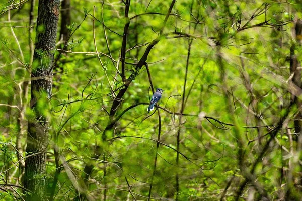 Pokagon Eyalet Parkı Ndaki Ağaç Dalları Üzerine Güzel Bir Mavi — Stok fotoğraf