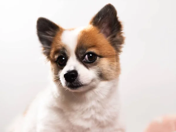 포메라니안 스피츠의 귀엽고 강아지의 배경에 미소짓는 원문을 — 스톡 사진