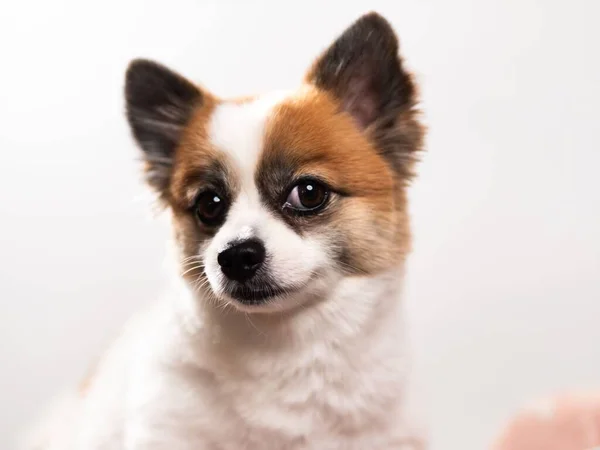 Portrait Chiot Moelleux Mignon Spitz Poméranien Petit Chien Souriant Couché — Photo