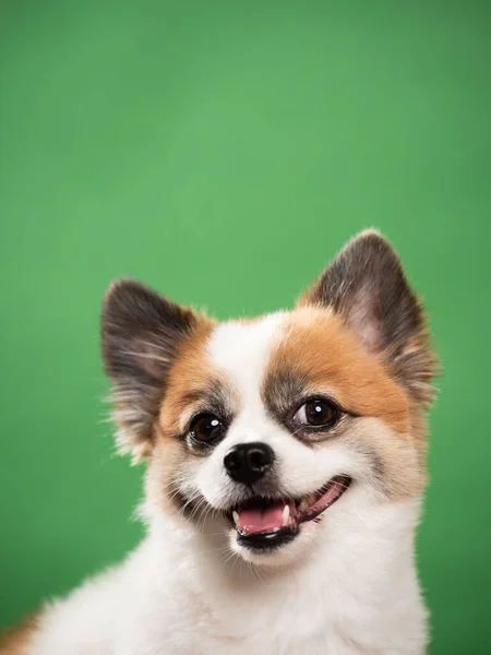 Retrato Del Lindo Cachorro Esponjoso Spitz Pomeraniano Pequeño Perro Sonriente —  Fotos de Stock