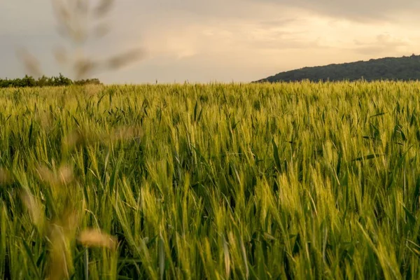 Una Hermosa Vista Campo Con Hierba Fresca Durante Amanecer — Foto de Stock