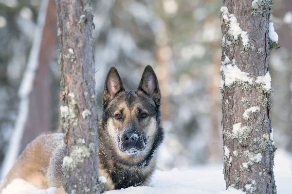 Uroczy Syberyjski Pies Laika Bawi Się Śnieżnym Parku Zimą — Zdjęcie stockowe