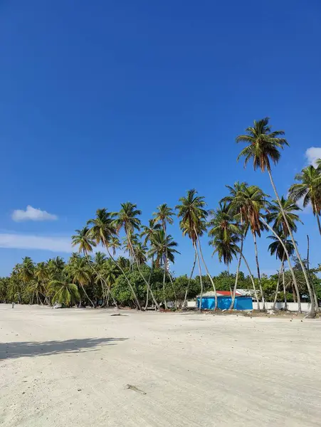 Güneşli bir günde kumsalda palmiye ağaçlarının dikey görüntüsü.