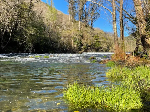 Una Splendida Vista Fiume Che Scorre Attraverso Foresta — Foto Stock