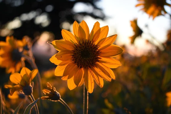 A closeup shot of an orange flower during sunset