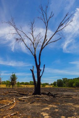 Tarlada dalları kesilmiş yapraksız bir ağaç bulutlu gökyüzüne karşı.