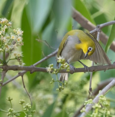 Bir dalın üzerine tünemiş Doğulu bir beyaz göz kuşu