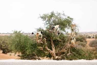 Marakeş, Fas 'ta kuru bir ağaçtaki keçiler.