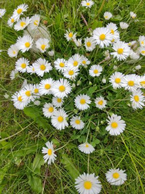 Bir tarlada açan papatya çiçekleri.