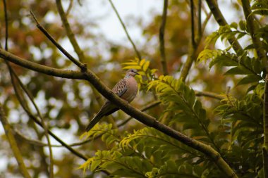 Bir ağaç dalında oturan streptopedinin yakın plan çekimi.