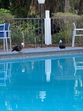 Havuzun yanındaki siyah ördeklerin dikey çekimi.